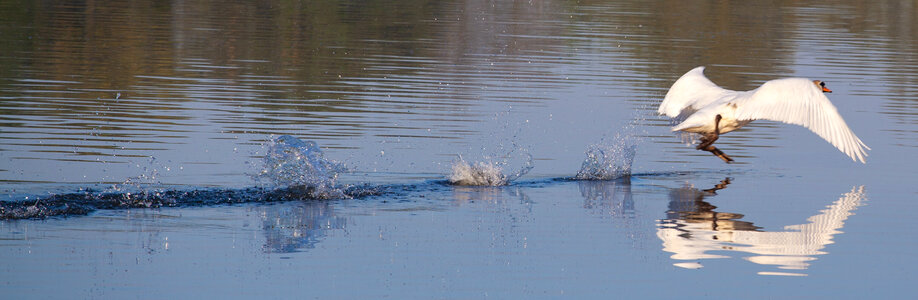 swan splashing on water as it takes off photo