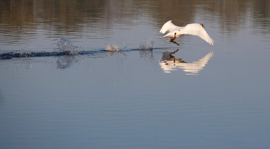 swan about to take off from water with reflection photo