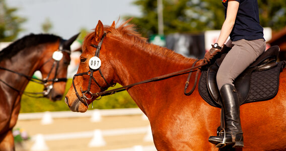 Chestnut Dressage horse with rider photo