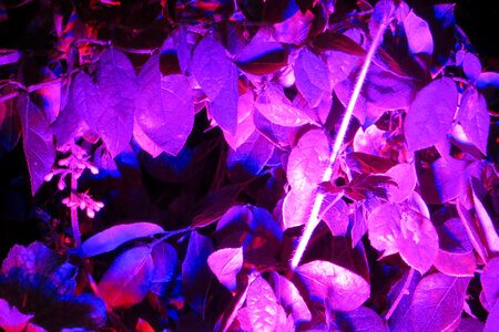 magenta leaves photo