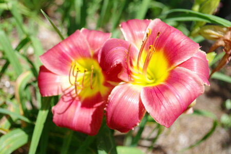 Red Lilies