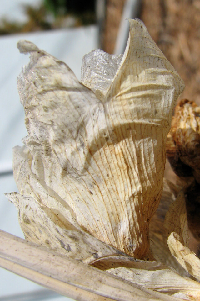 butterfly (dried flower petals)