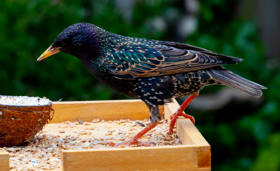 male starling on table