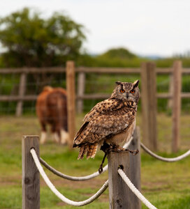 Horned owl with orange eyes photo