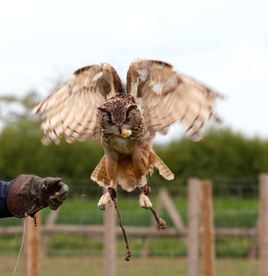 Horned owl with food