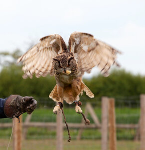 Horned owl with food photo