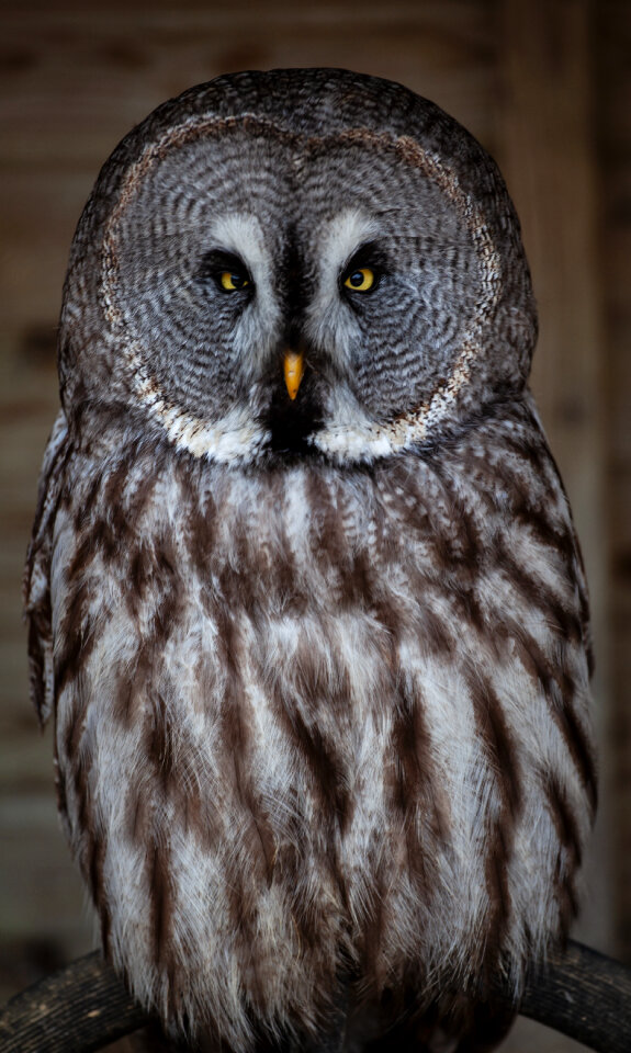 Great grey owl portrait