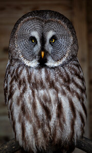 Great grey owl portrait photo