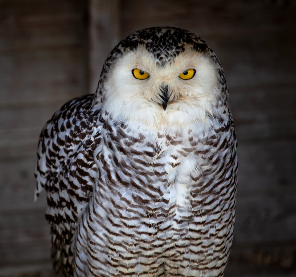 White and black owl with yellow eyes