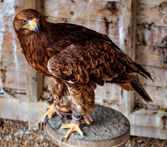 Captive eagle on stand