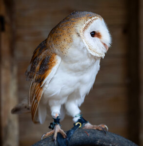 Barn Owl looking right photo