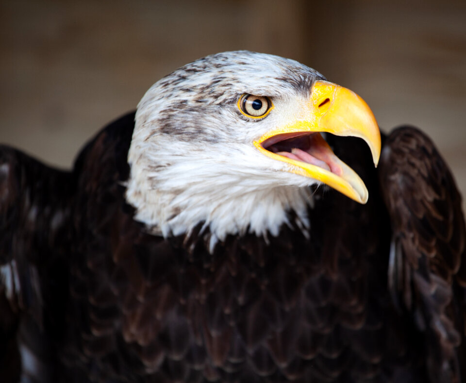 Bald eagle looking right