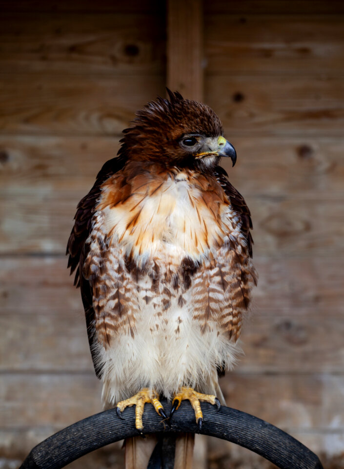 Scruffy falcon photo