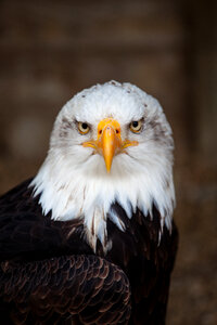 Bald eagle portrait photo