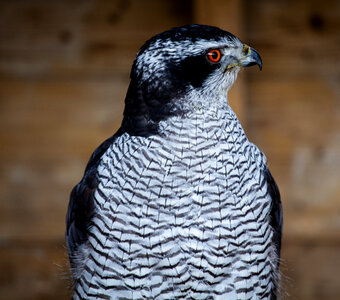 Falcon with orange eyes photo