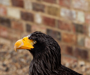 Eagle head with brick wall behind photo