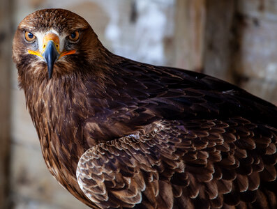 Brown eagle with vivid brown eyes photo
