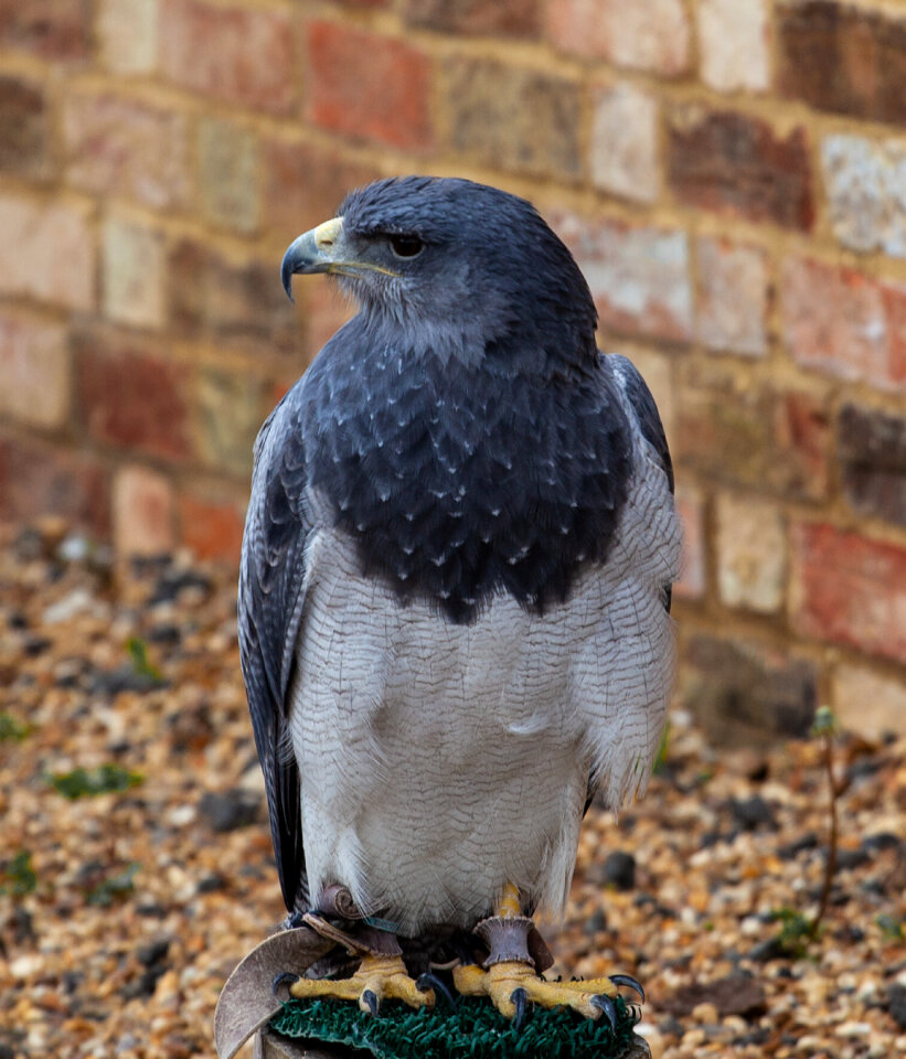 Captive hawk looking left