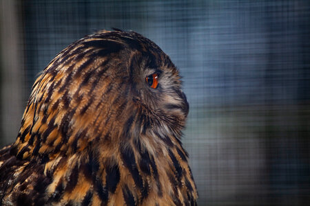 Orange eyed brown owl photo