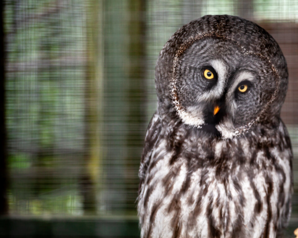 Grey owl with yellow eyes