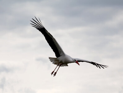 White stork flying