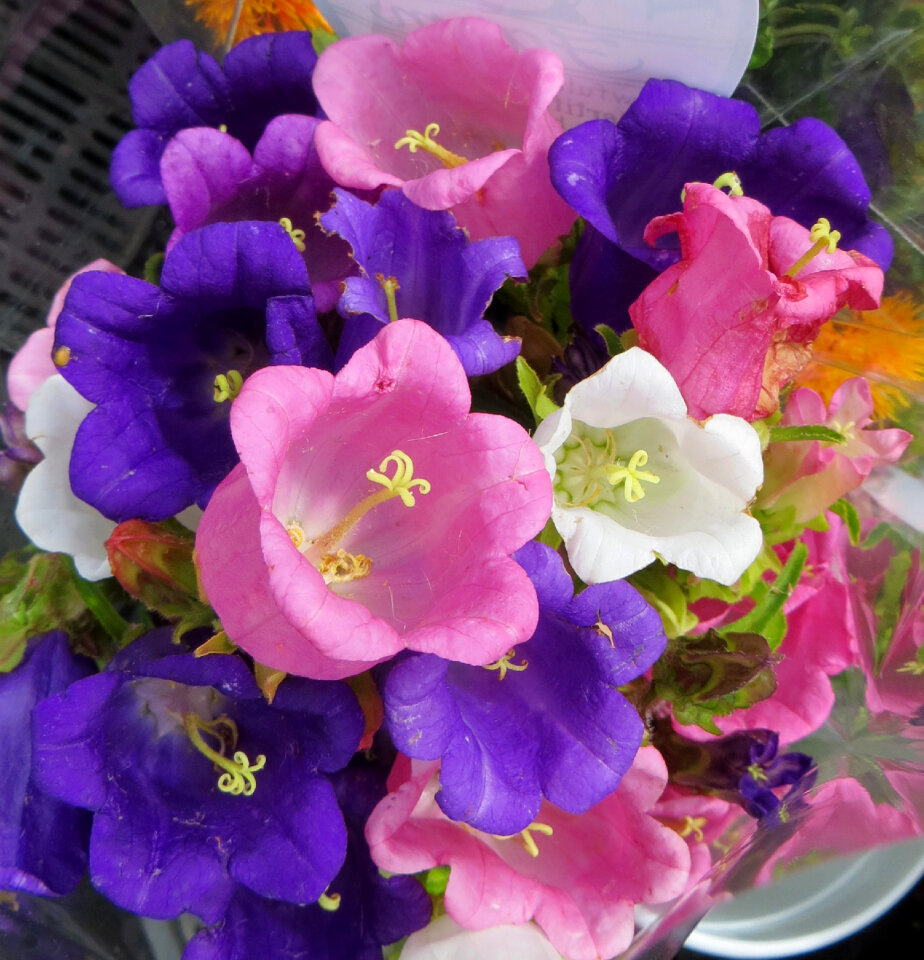 bell-shaped flowers