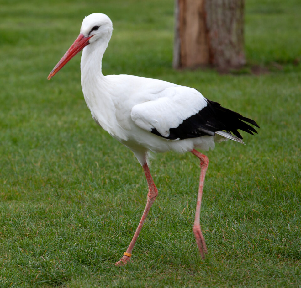 White stork walking on grass