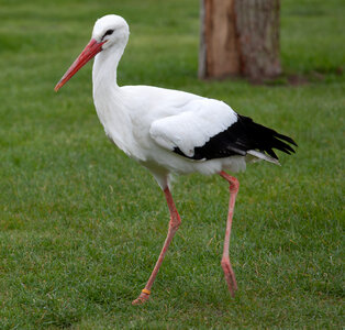 White stork walking on grass photo
