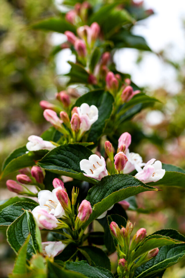 Pink buds on a branch