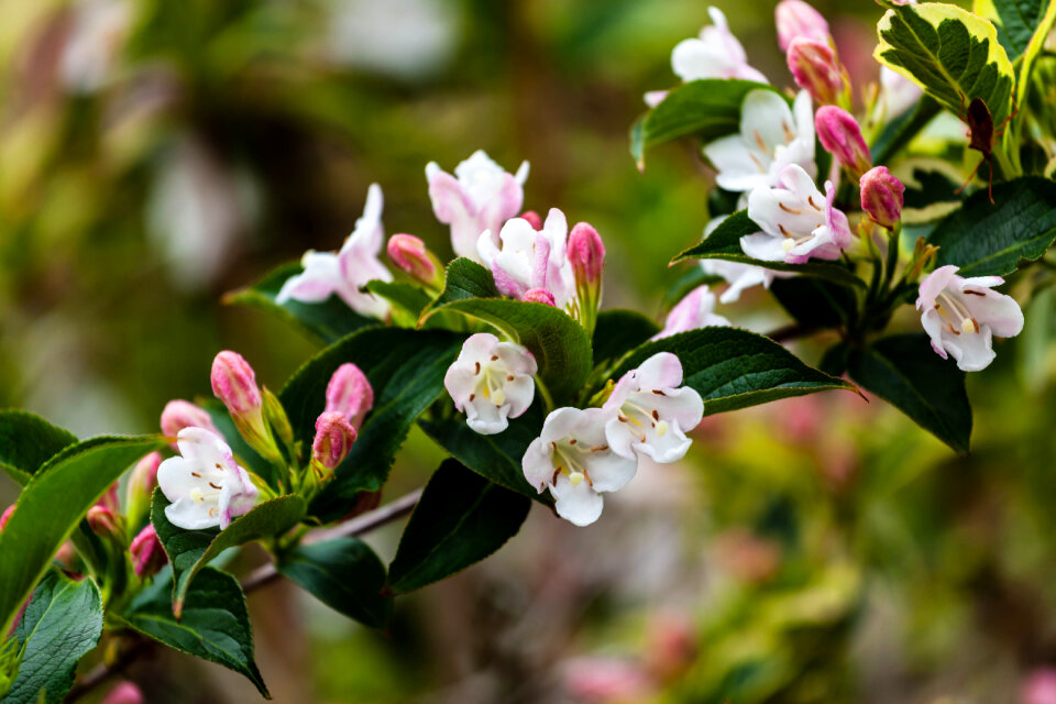 White flowers and green leaves on a horizontal stem