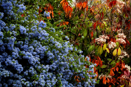 Blue flowering bush with autumn colours behind