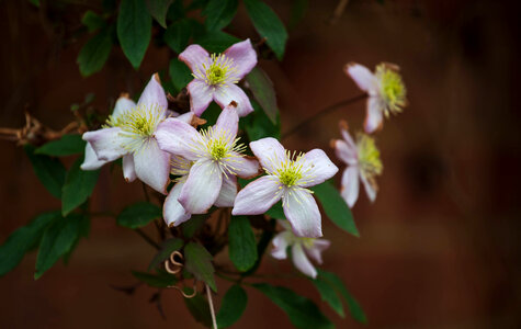 Pale Pink Flowers photo