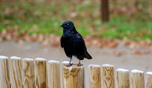 Zombie eyed crow on fence photo