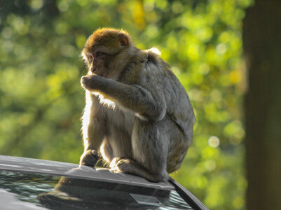 Barbary Macaque sitting on car roof photo