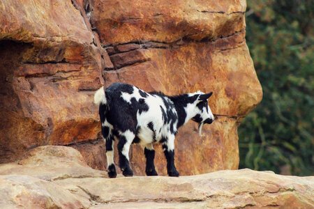 Black and White Mountain Goat on rocks photo
