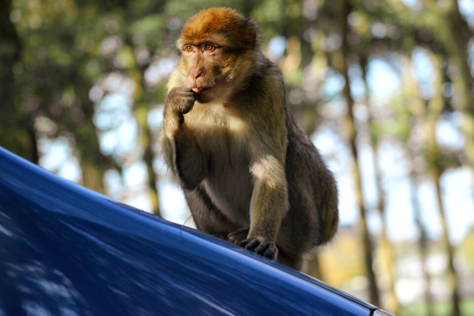 Barbary Macaque on blue car roof