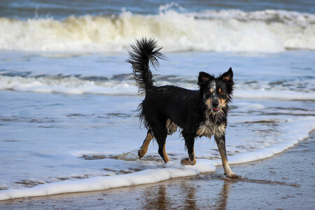 Wet border collie at surfs edge photo