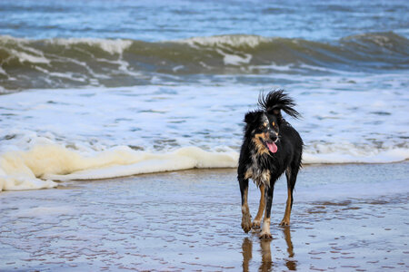 Wet dog in sea photo