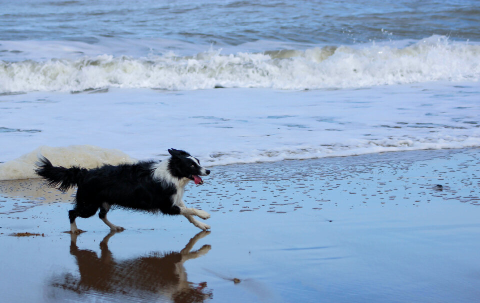 Sheepdog running on shore photo