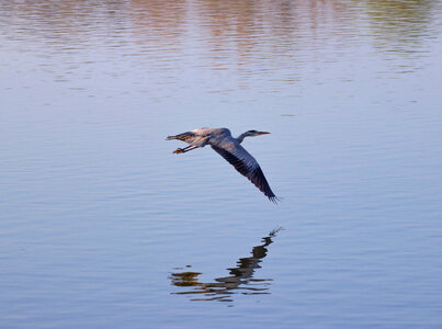 blue heron flying over lake photo