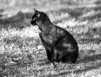 Monochrome sitting black cat photo