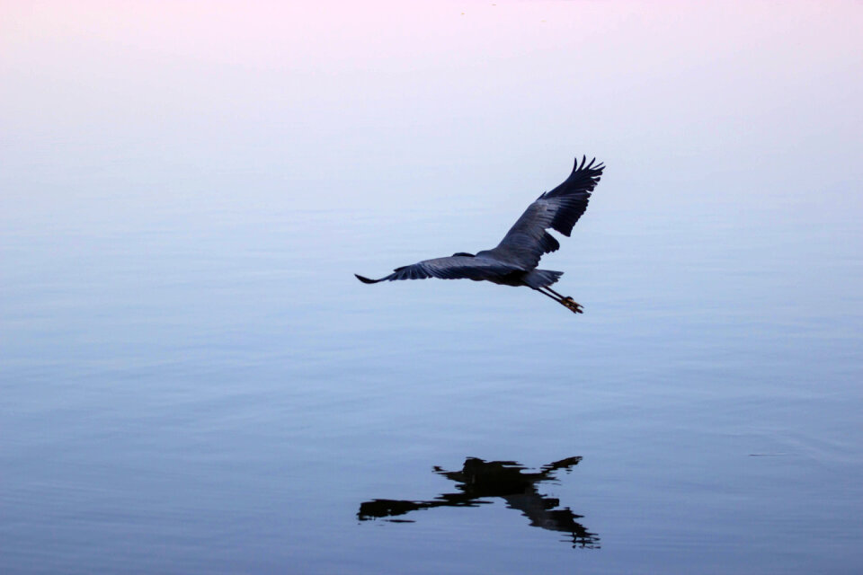 Blue heron flying over water