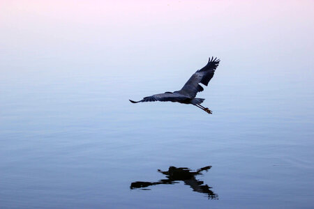 Blue heron flying over water