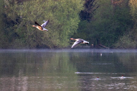 Geese in flight over lake