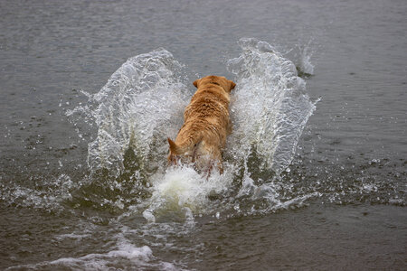 Dog chasing stick in water photo