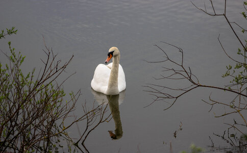 swan on lake photo