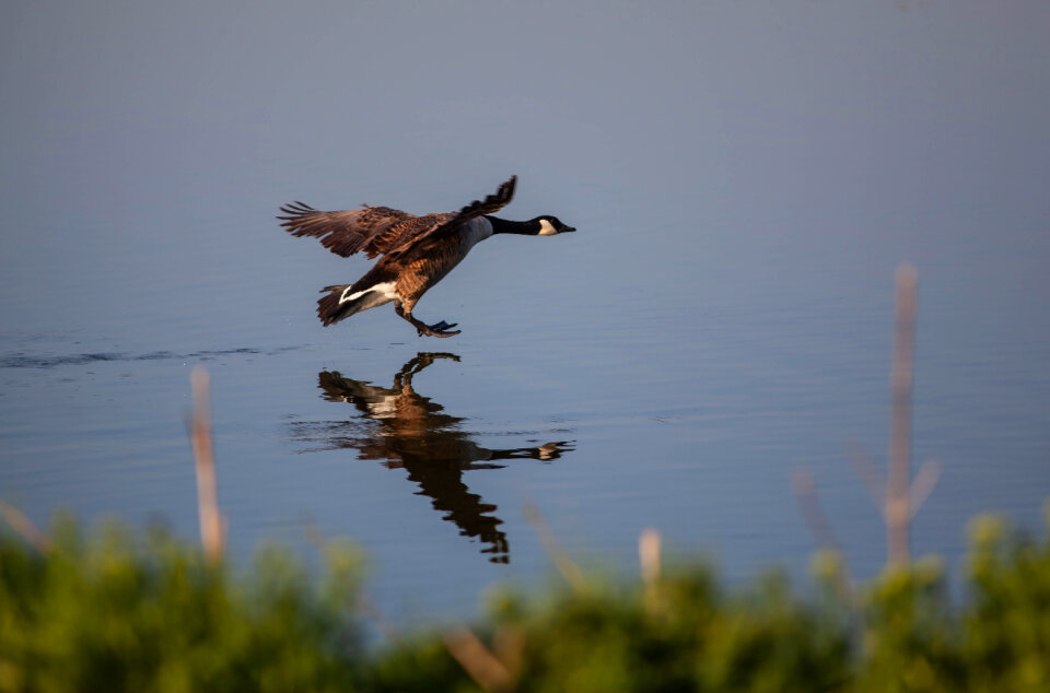 Canadian Goose landing on lake