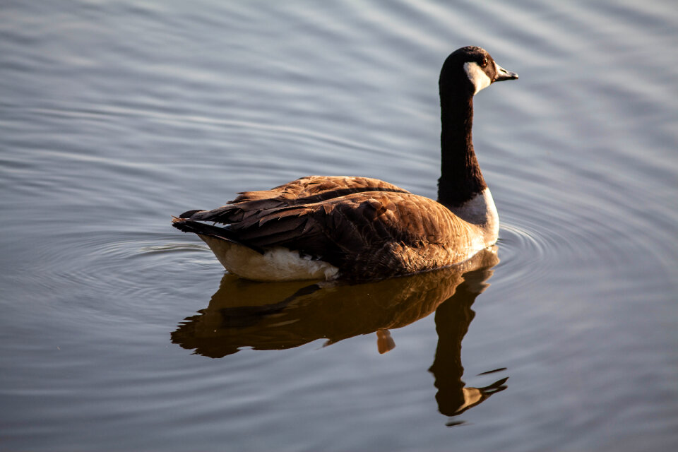 Canadian goose on lake