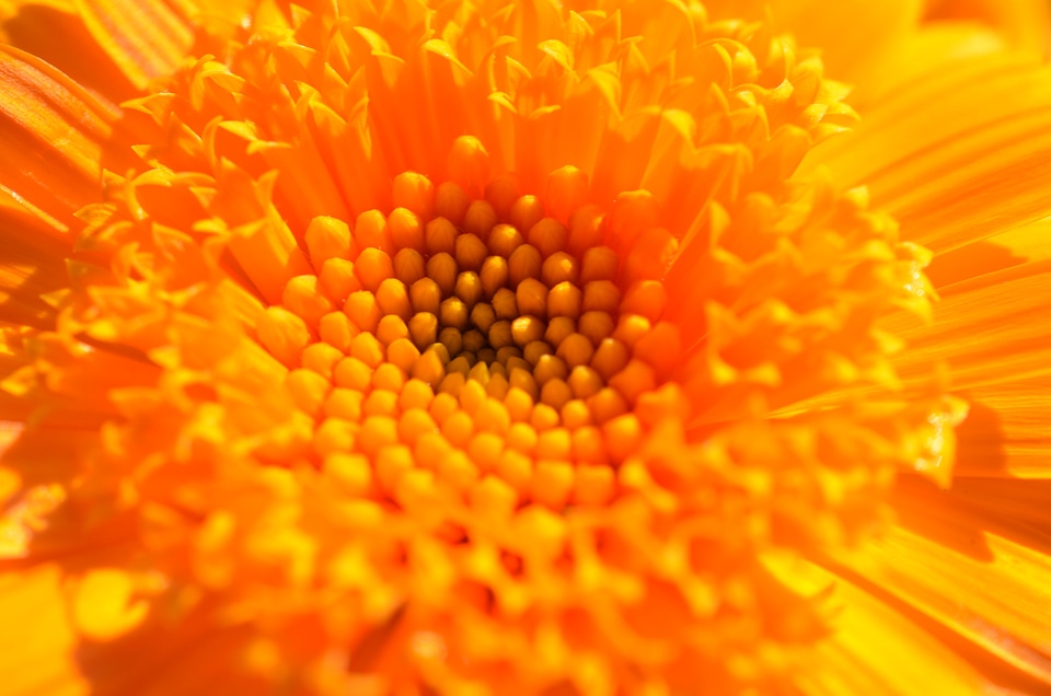 Orange summer plant
