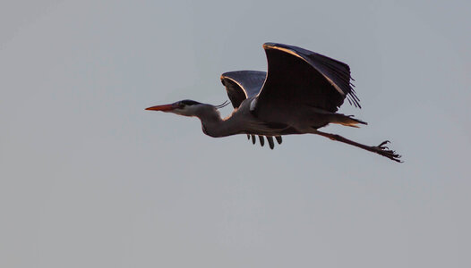Flying heron photo